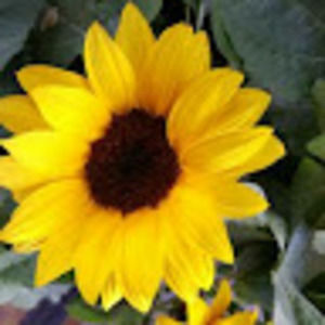 Meet your Posher, Kassi